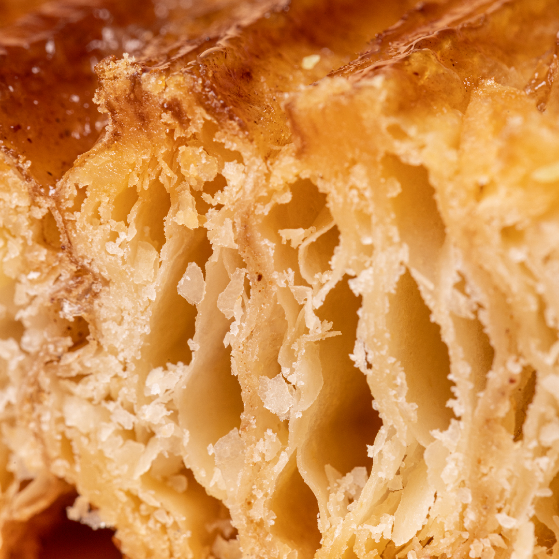Palmier-4
