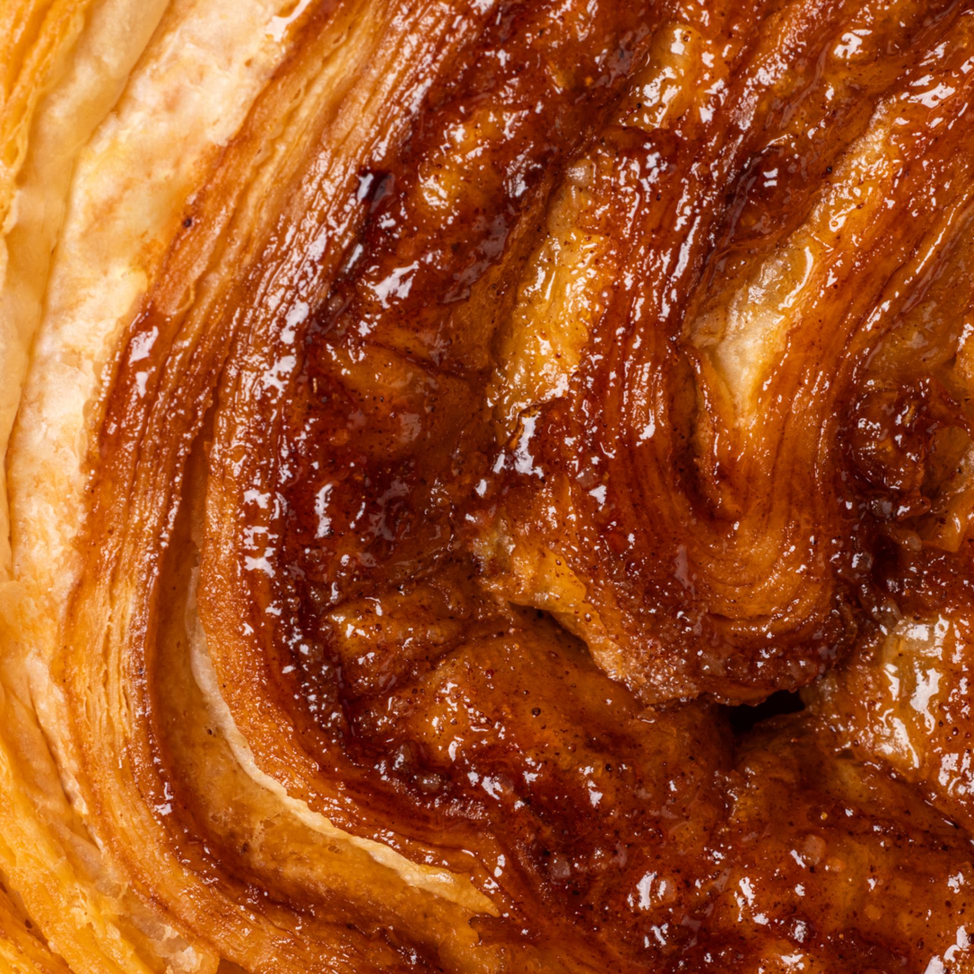 Palmier-5